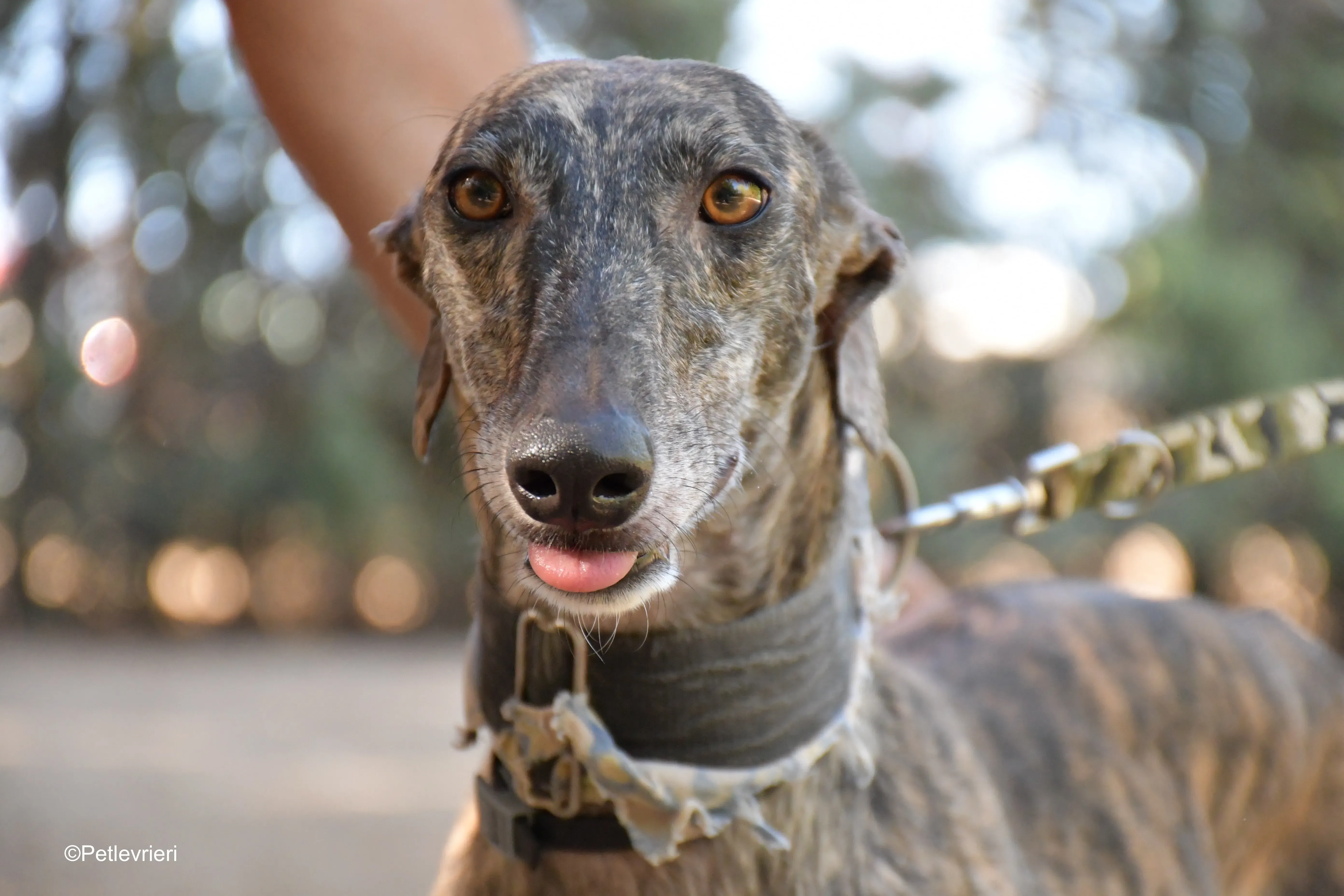 martina adozione levrieri galgo 6