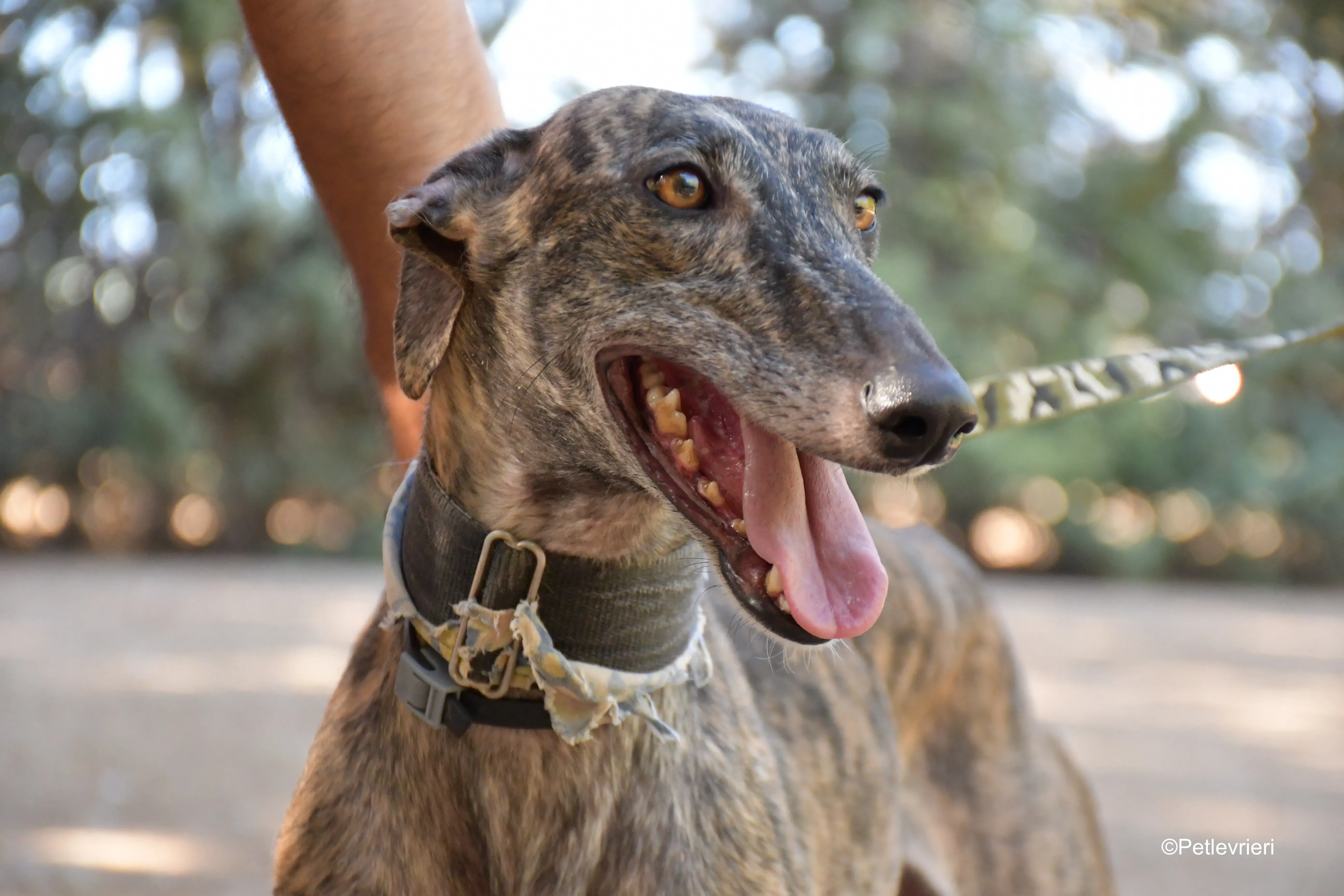 martina adozione levrieri galgo 7