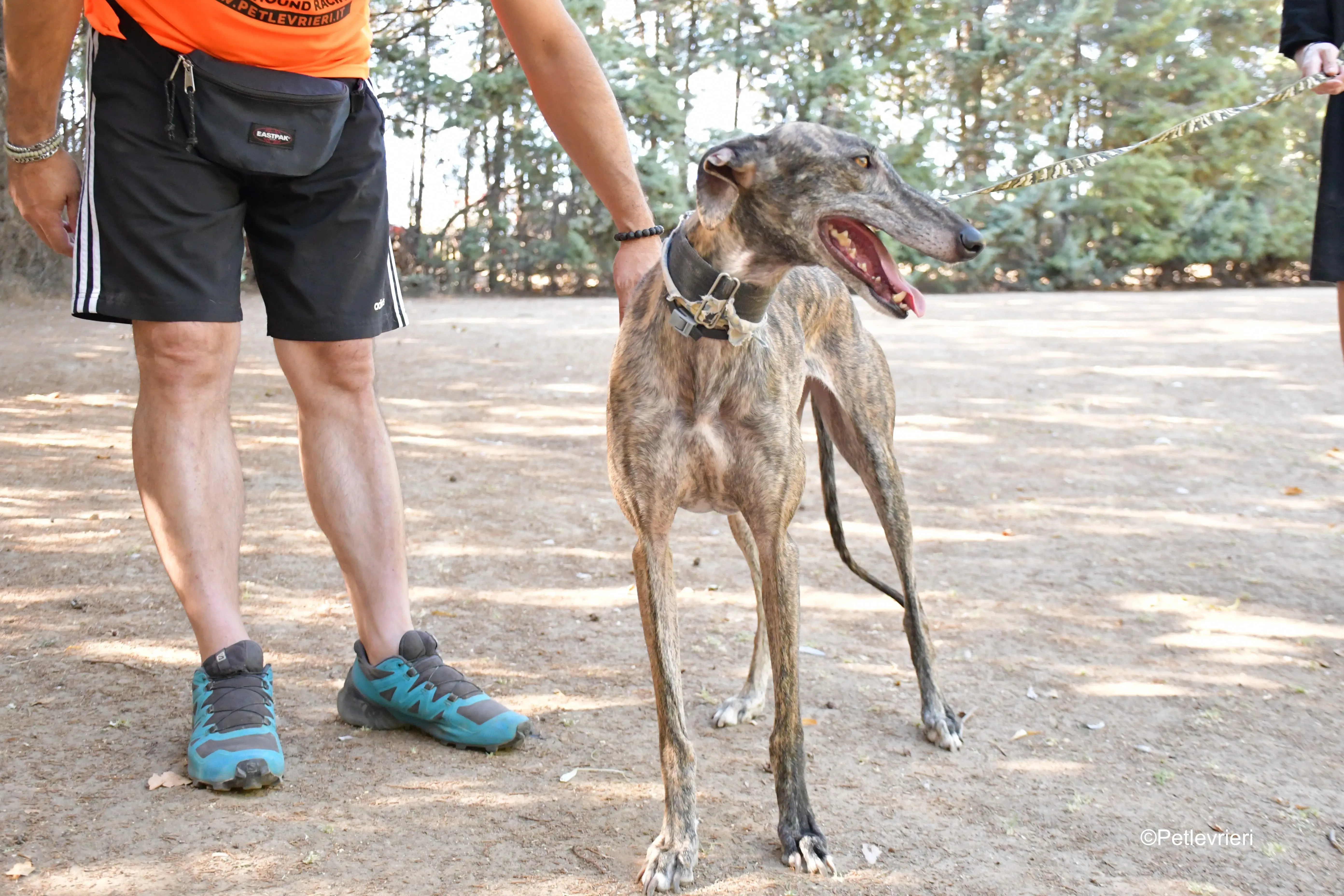 martina adozione levrieri galgo 8