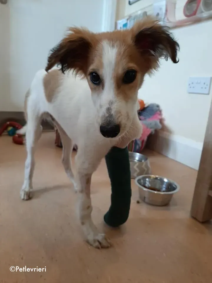 marvel adozione levrieri greyhound 1