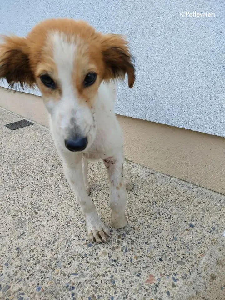 marvel adozione levrieri greyhound 10