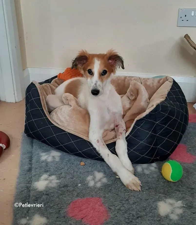 marvel adozione levrieri greyhound 11