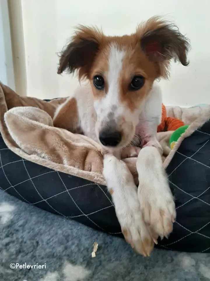 marvel adozione levrieri greyhound 12