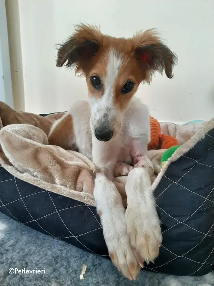 marvel adozione levrieri greyhound 13