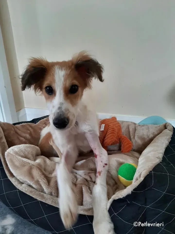 marvel adozione levrieri greyhound 14