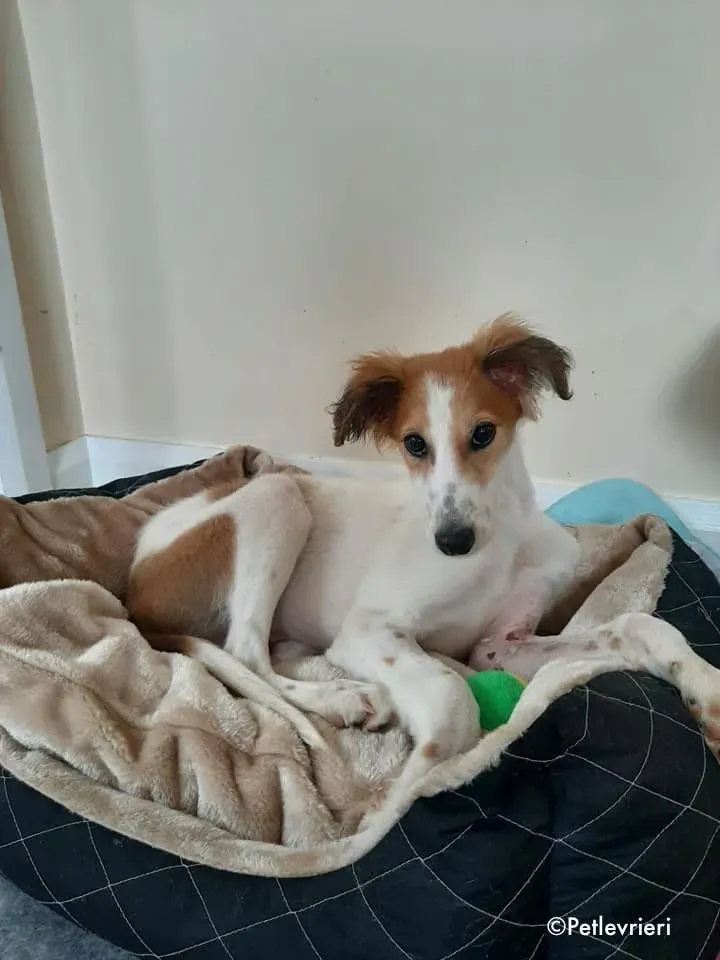 marvel adozione levrieri greyhound 15