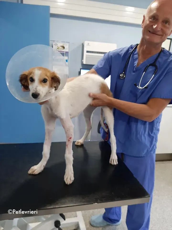 marvel adozione levrieri greyhound 16