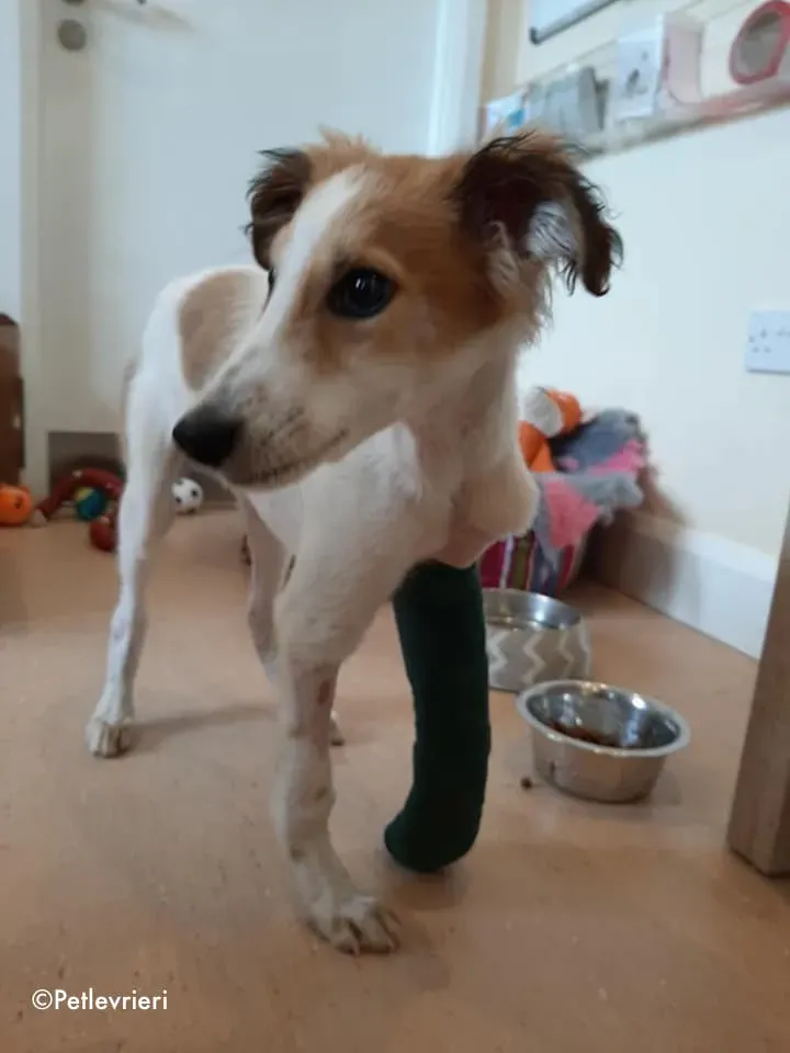 marvel adozione levrieri greyhound 2