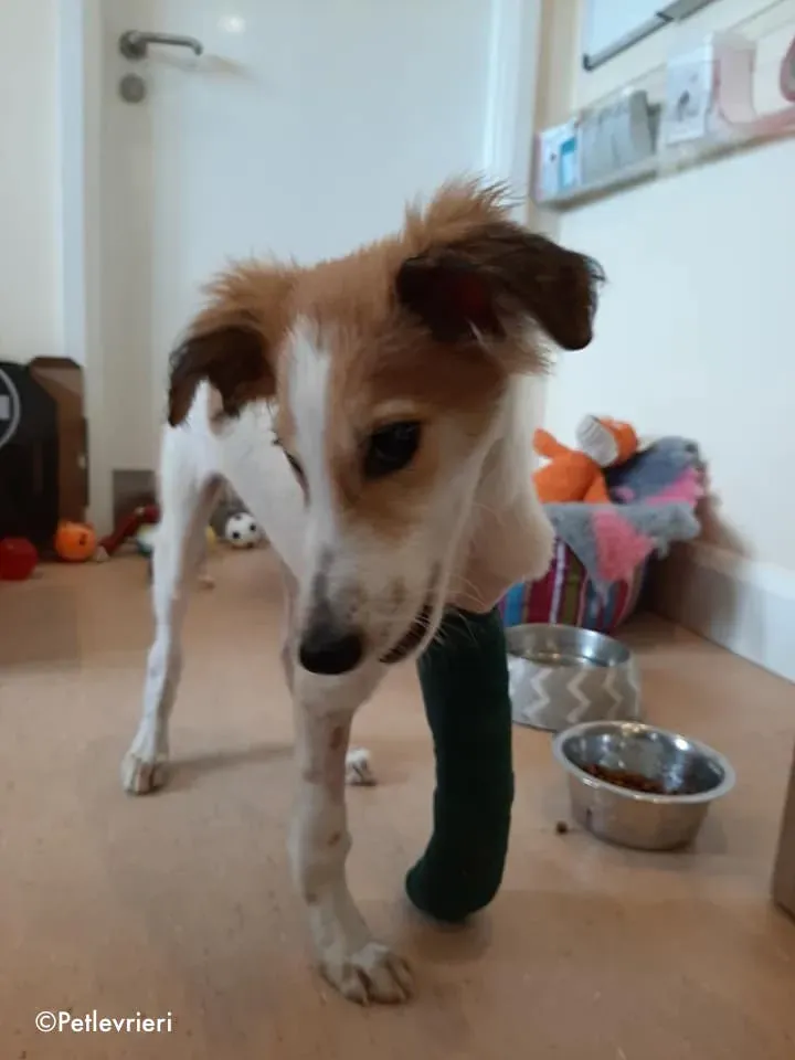 marvel adozione levrieri greyhound 3