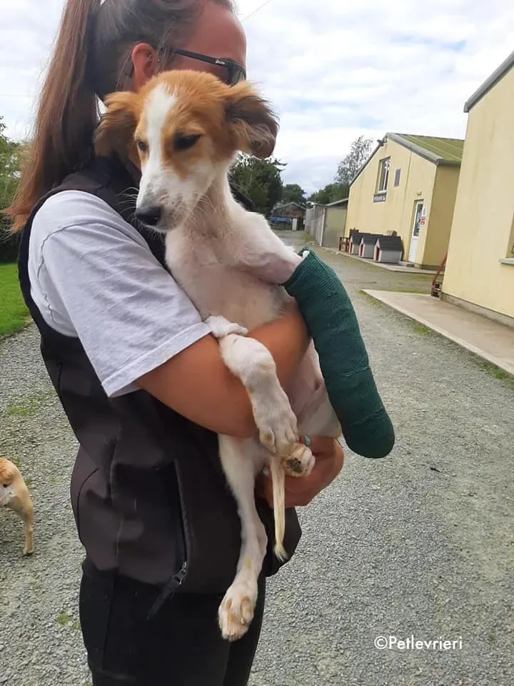 marvel adozione levrieri greyhound 4