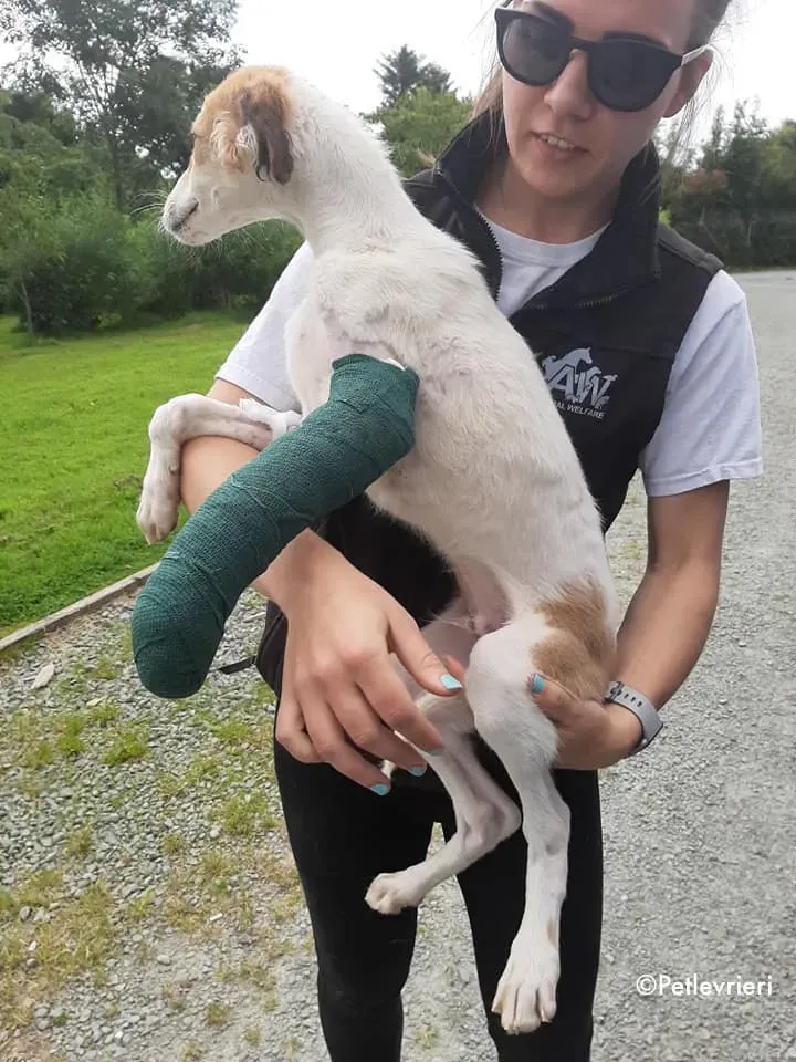 marvel adozione levrieri greyhound 5