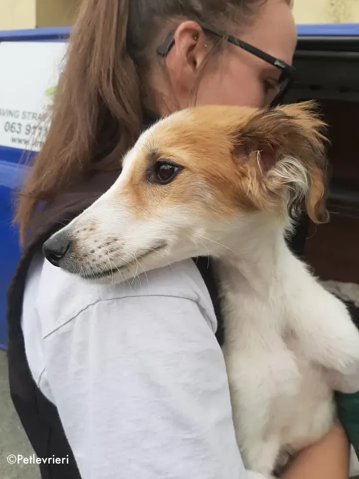 marvel adozione levrieri greyhound 6