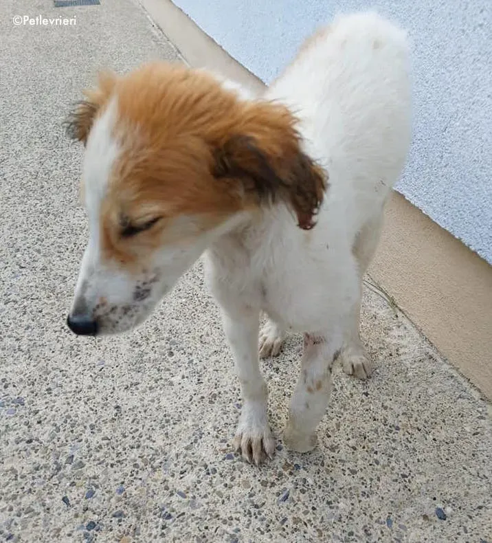 marvel adozione levrieri greyhound 7