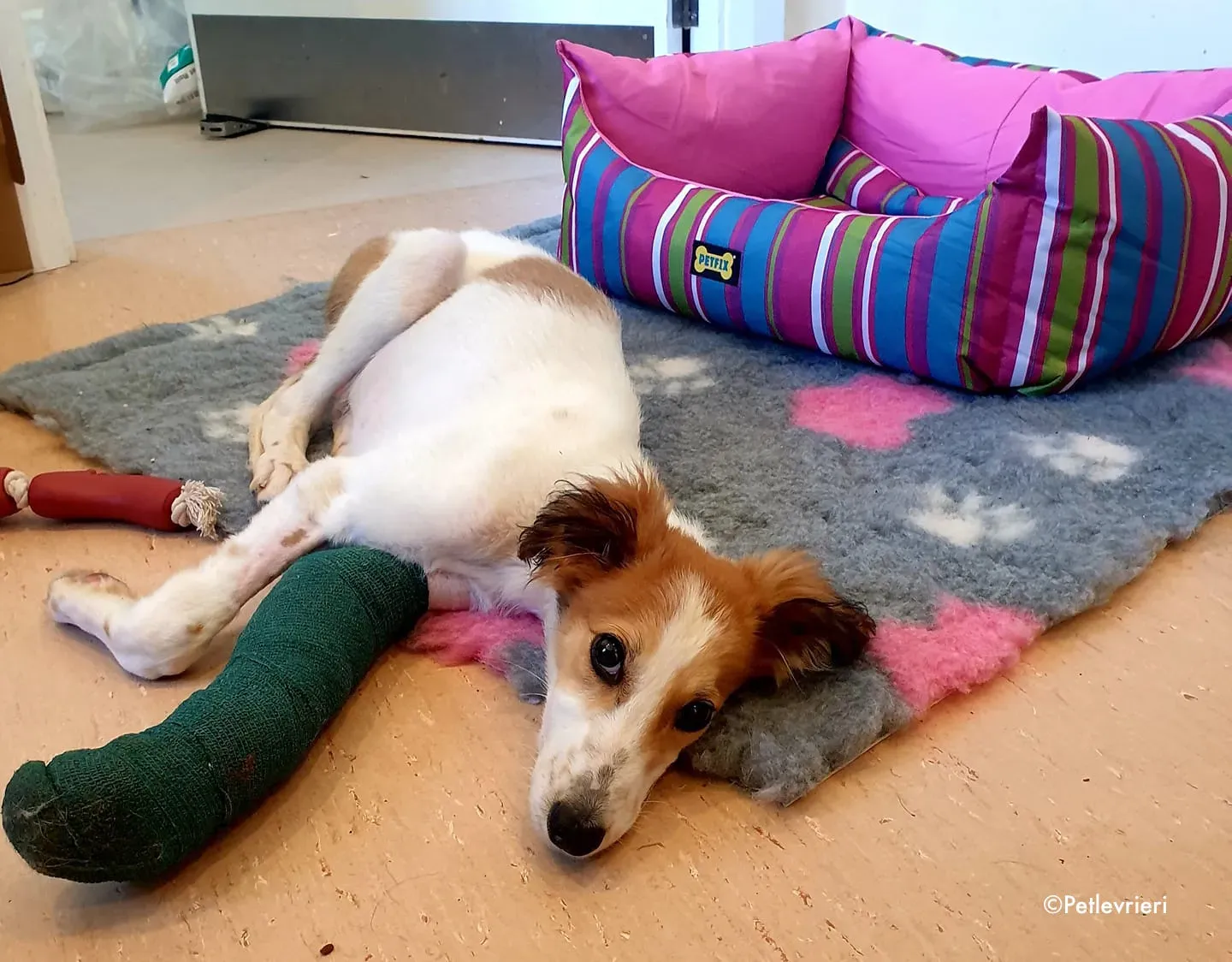 marvel adozione levrieri greyhound 8