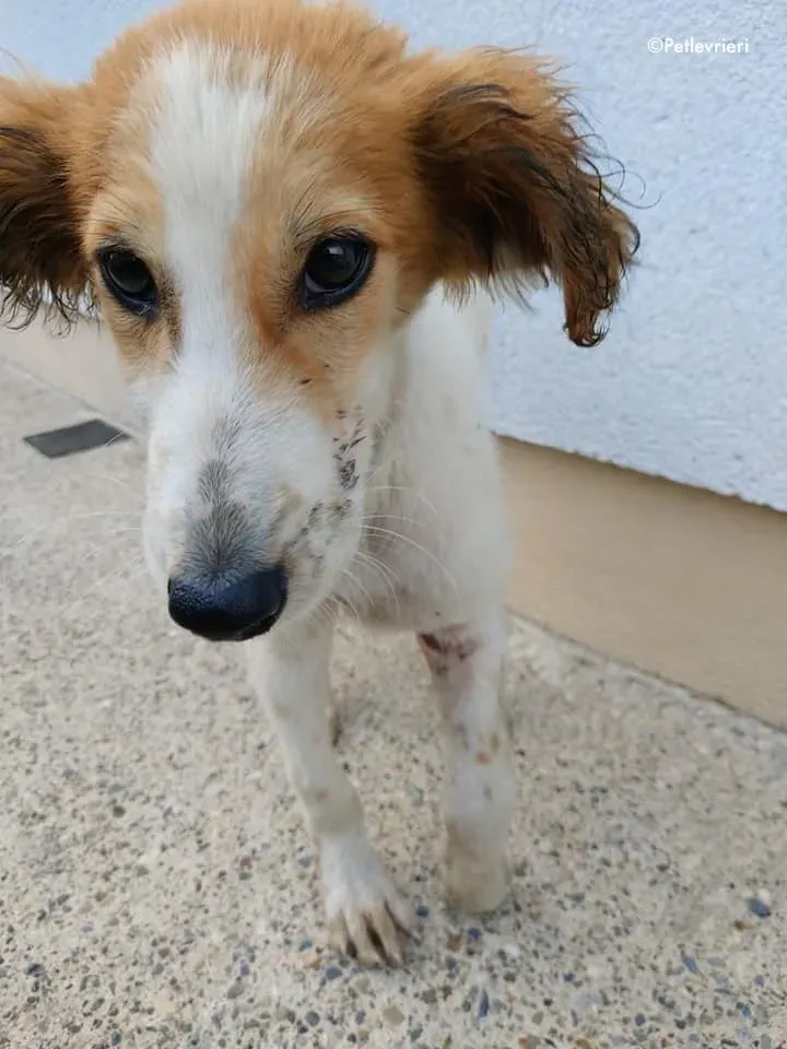 marvel adozione levrieri greyhound 9