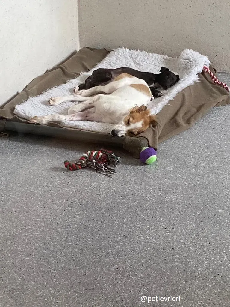 marvel isabel adozione petlevrieri