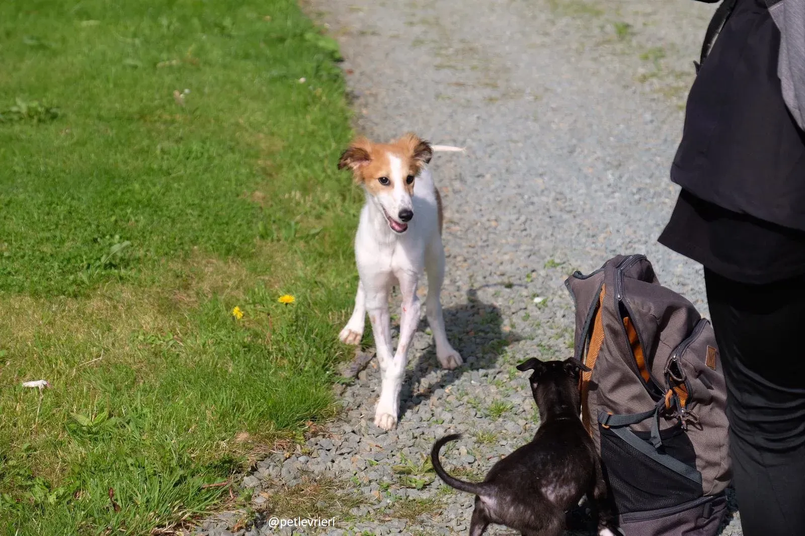 marvel lurchersaluki adozione 10