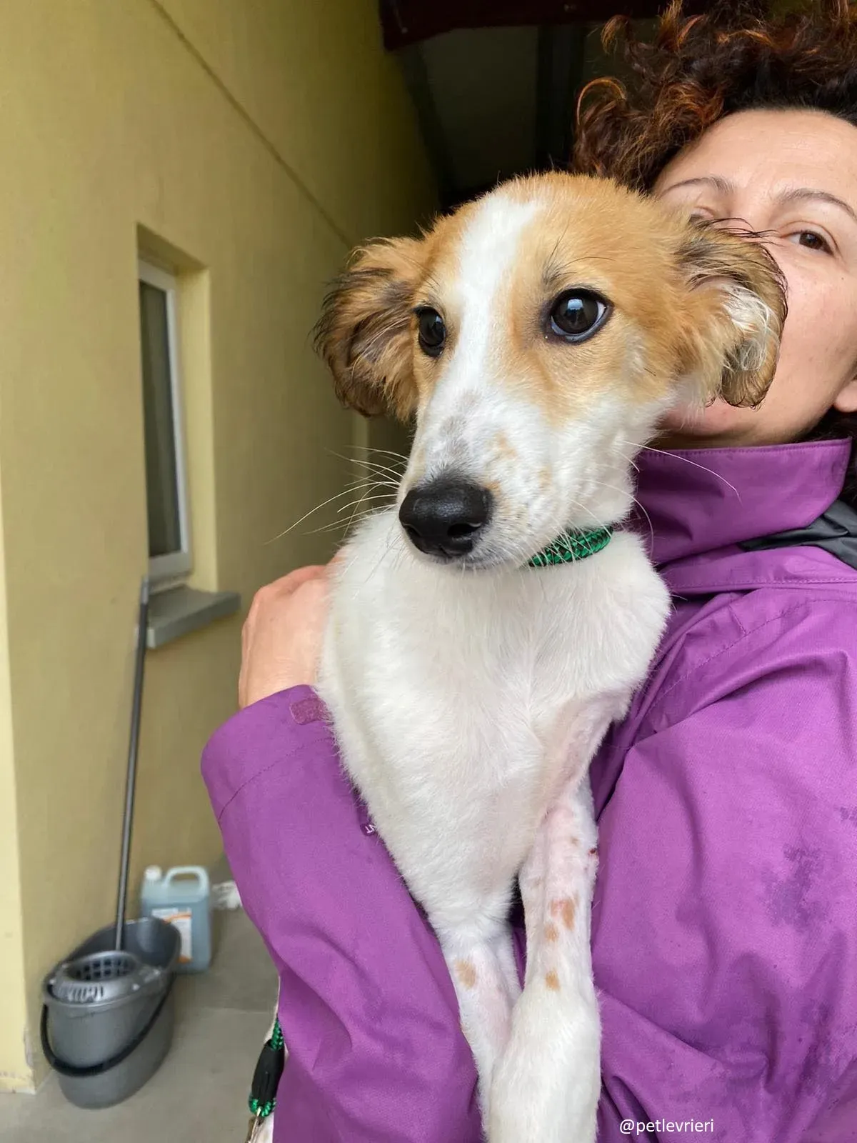 marvel lurchersaluki adozione 11