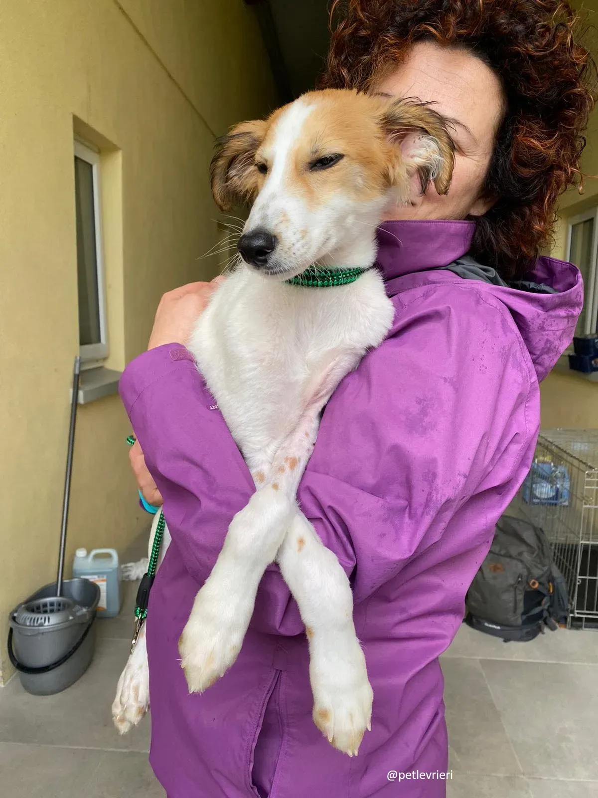 marvel lurchersaluki adozione 12