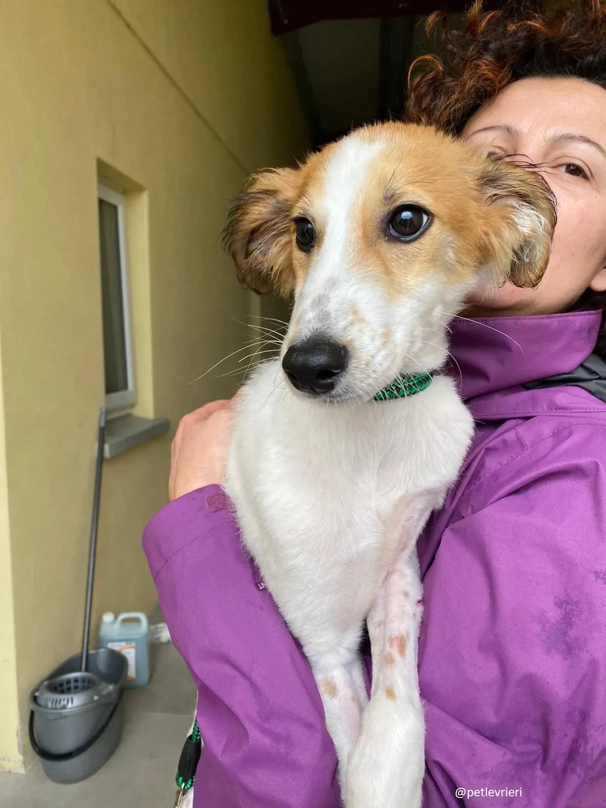 marvel lurchersaluki adozione 13