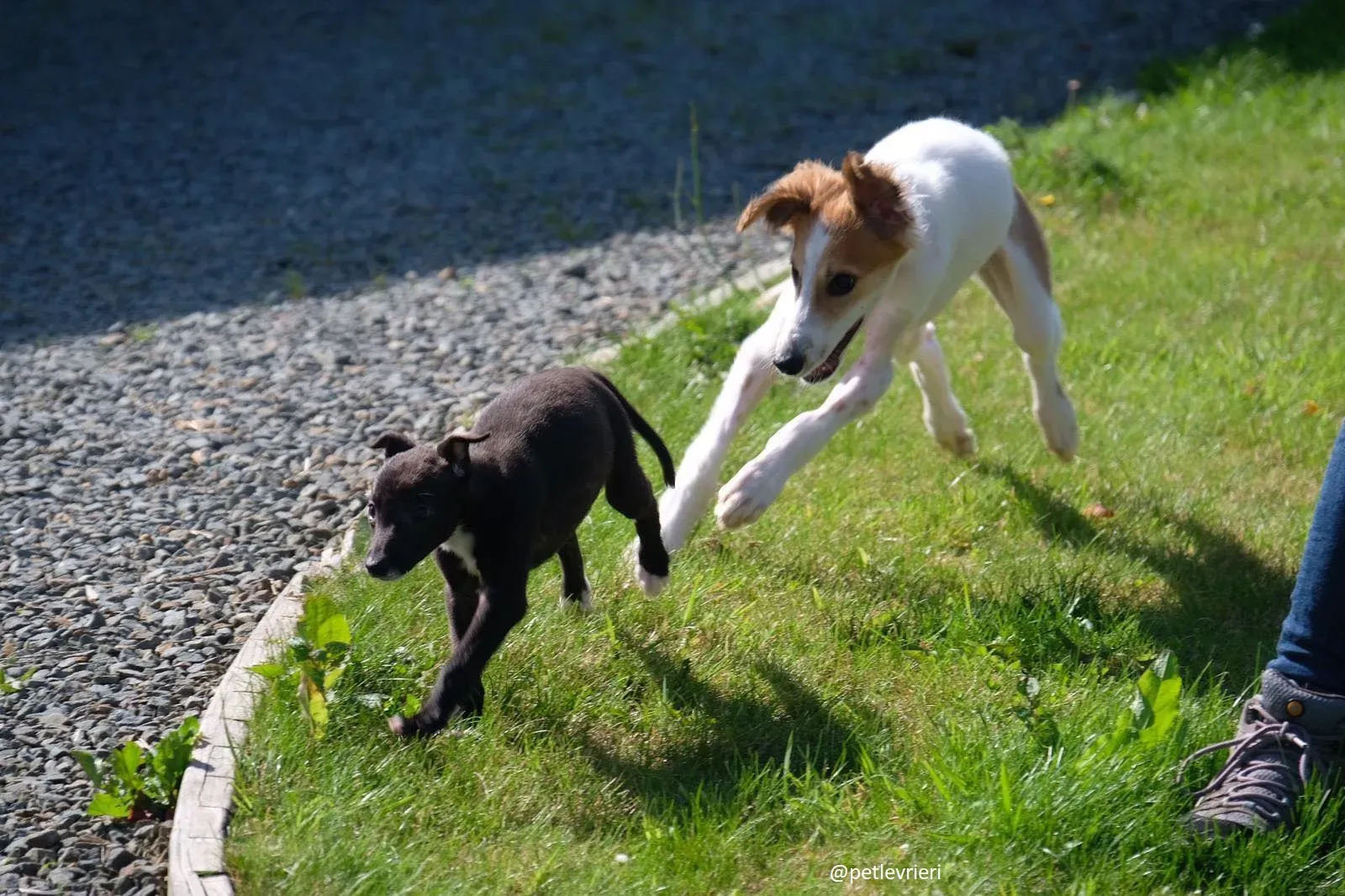 marvel lurchersaluki adozione 2