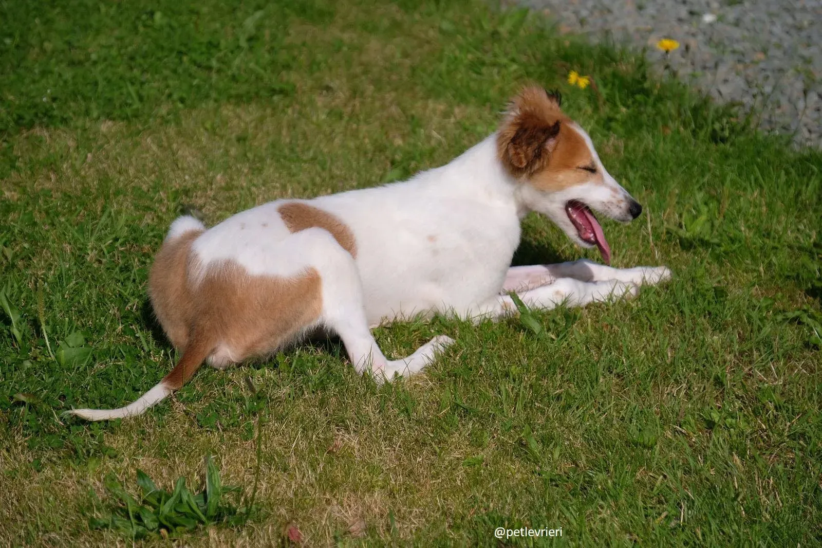 marvel lurchersaluki adozione 3