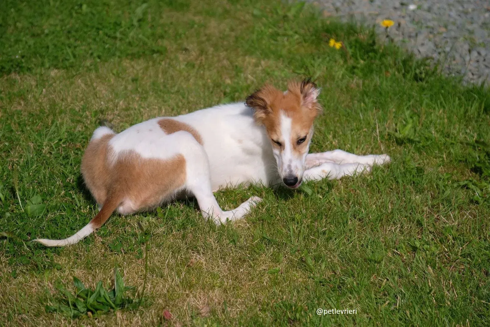 marvel lurchersaluki adozione 4
