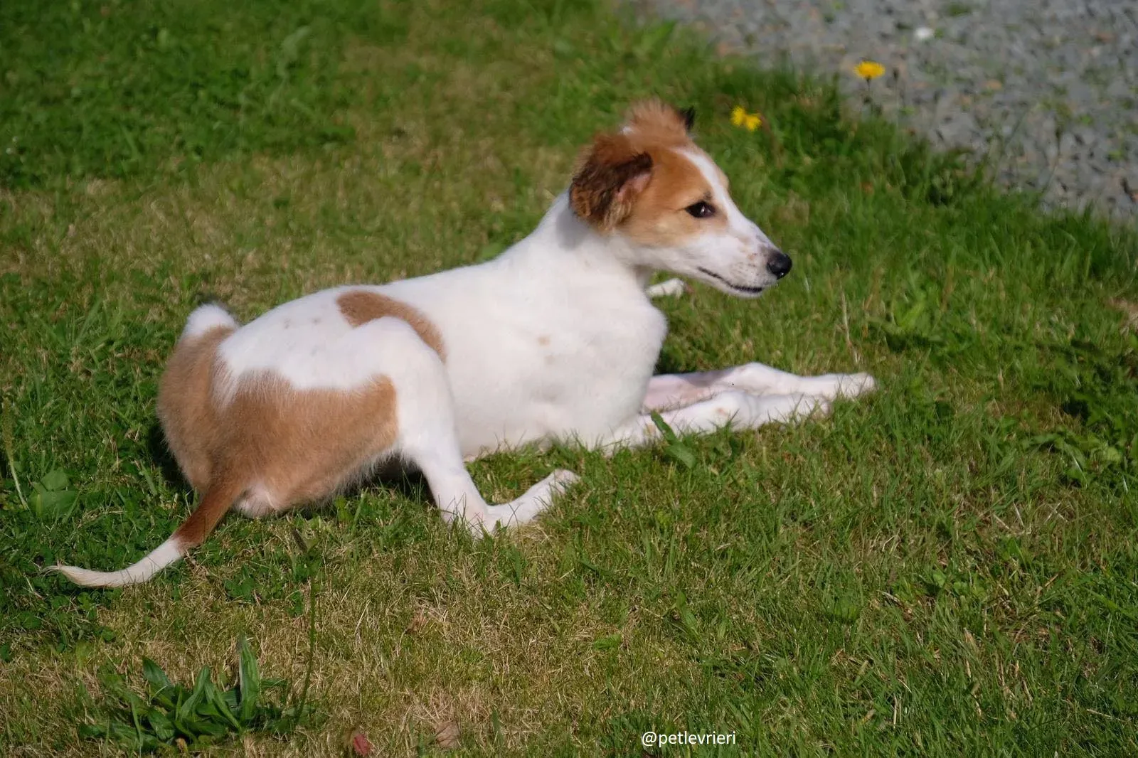 marvel lurchersaluki adozione 5