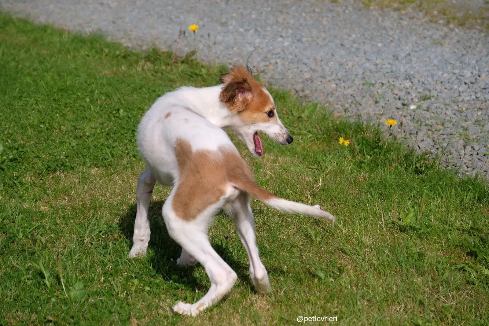 marvel lurchersaluki adozione 6