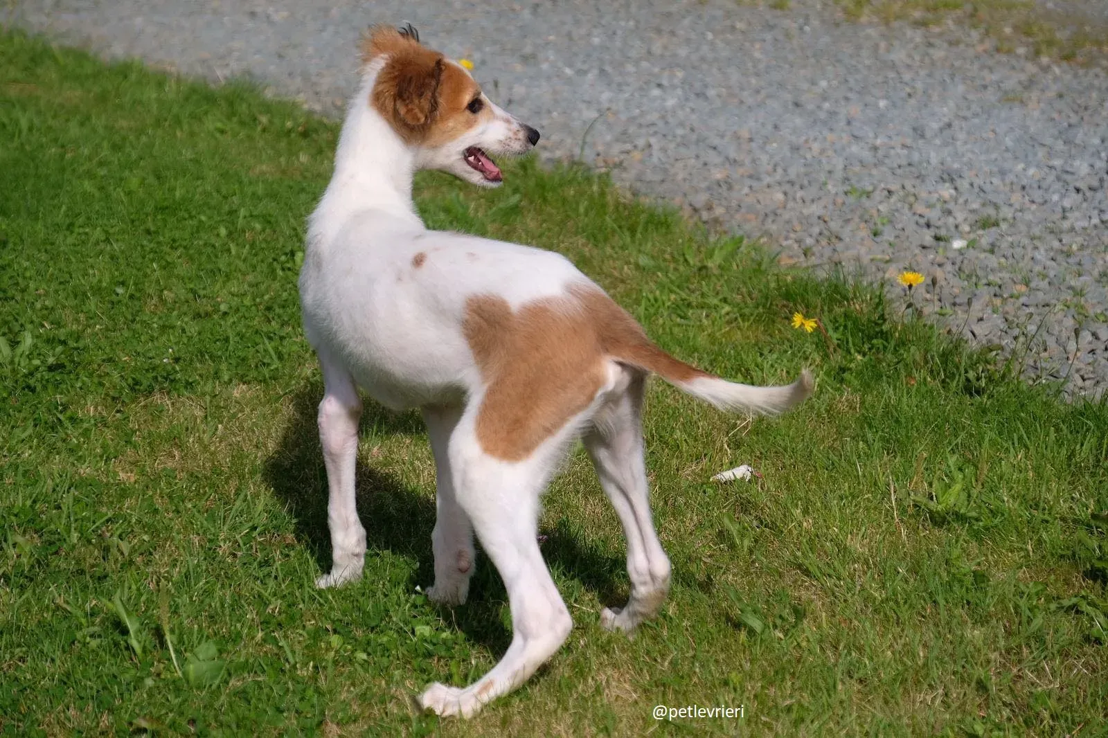 marvel lurchersaluki adozione 7