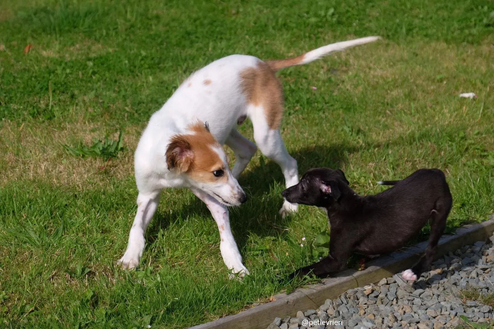 marvel lurchersaluki adozione 8
