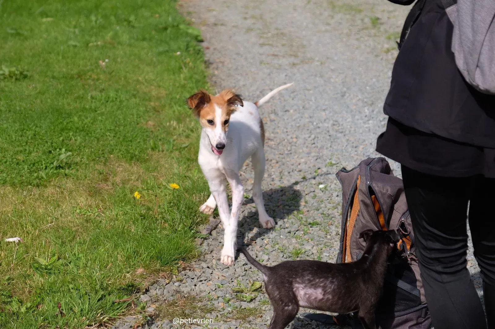 marvel lurchersaluki adozione 9