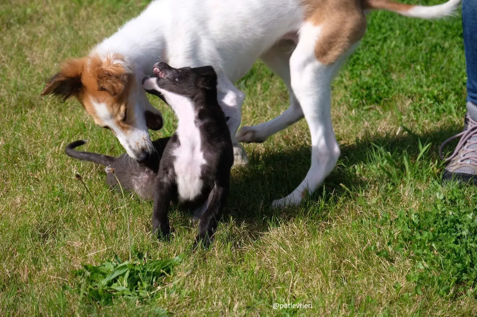 marvel lurchersaluki adozione