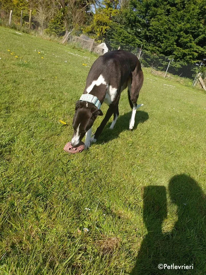 mary poppins adozione levrieri greyhound 1