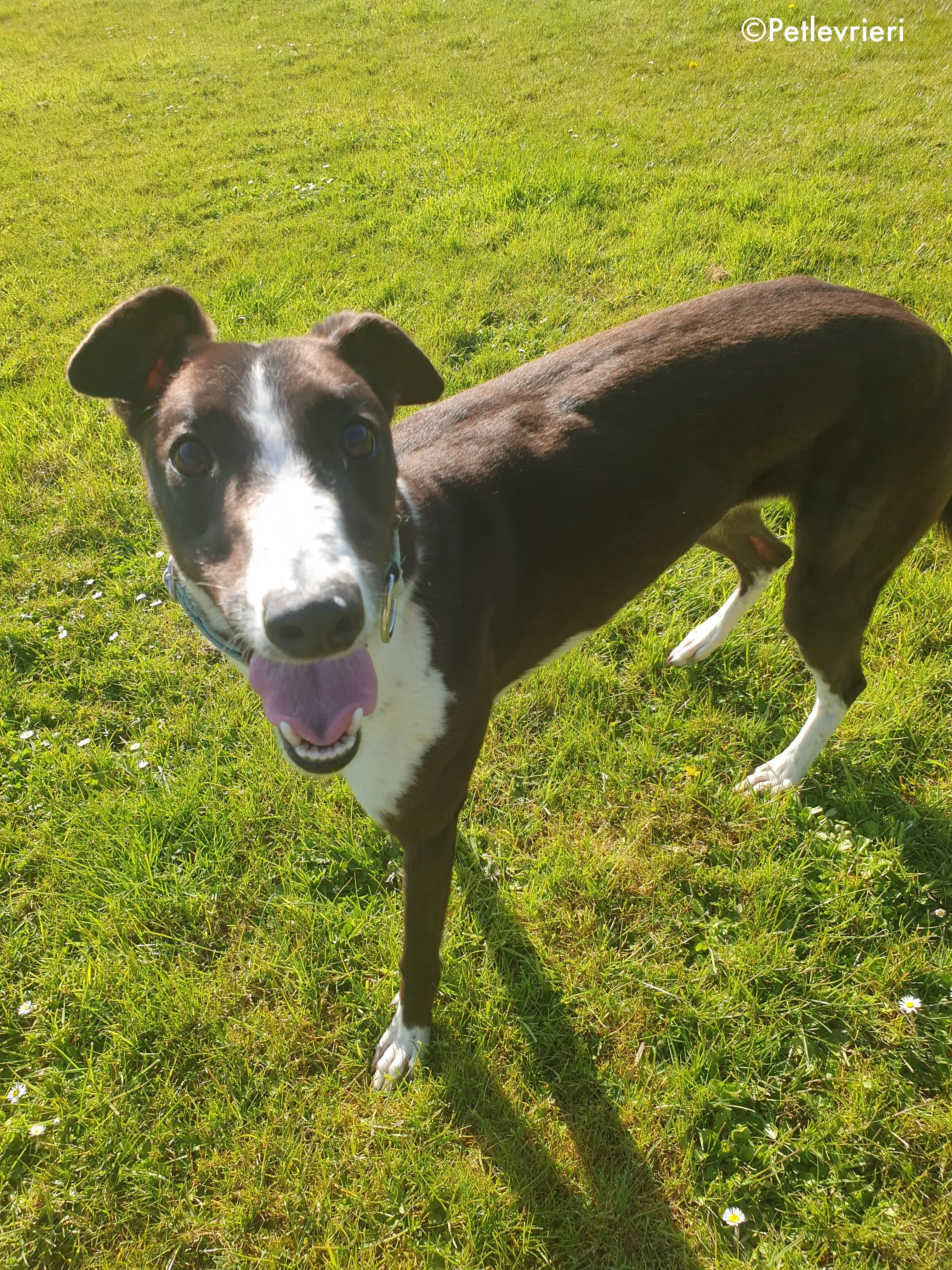 mary poppins adozione levrieri greyhound 10