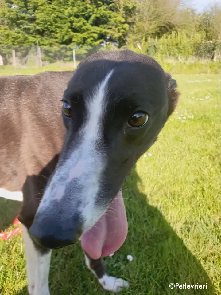 mary poppins adozione levrieri greyhound 2