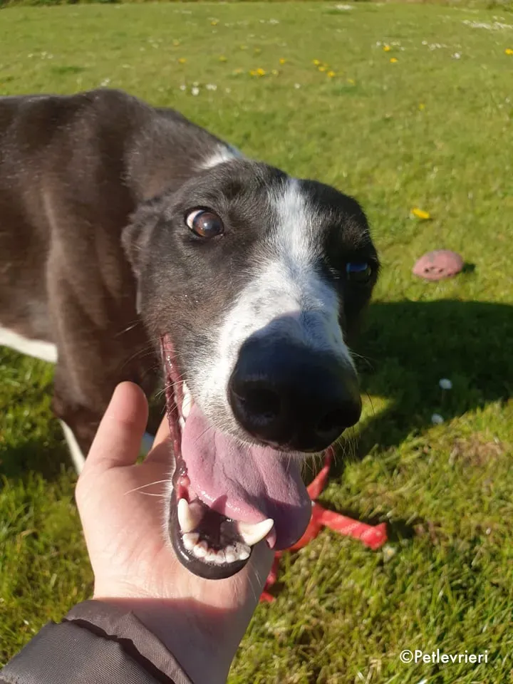 mary poppins adozione levrieri greyhound 3