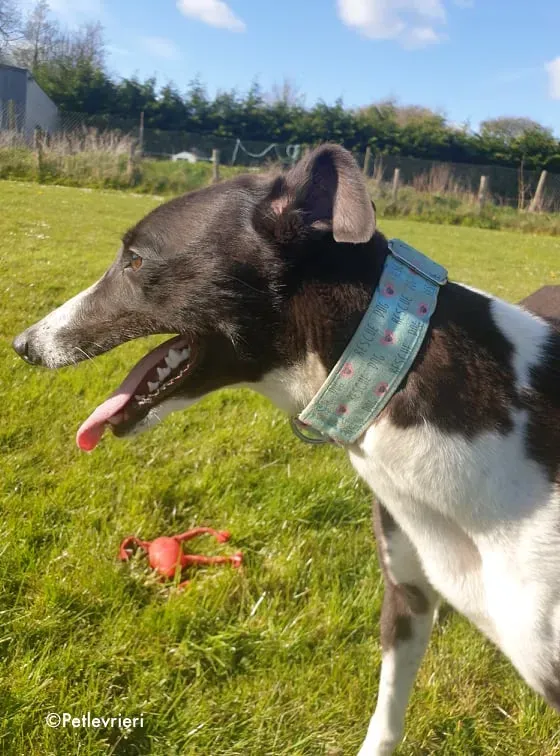 mary poppins adozione levrieri greyhound 4