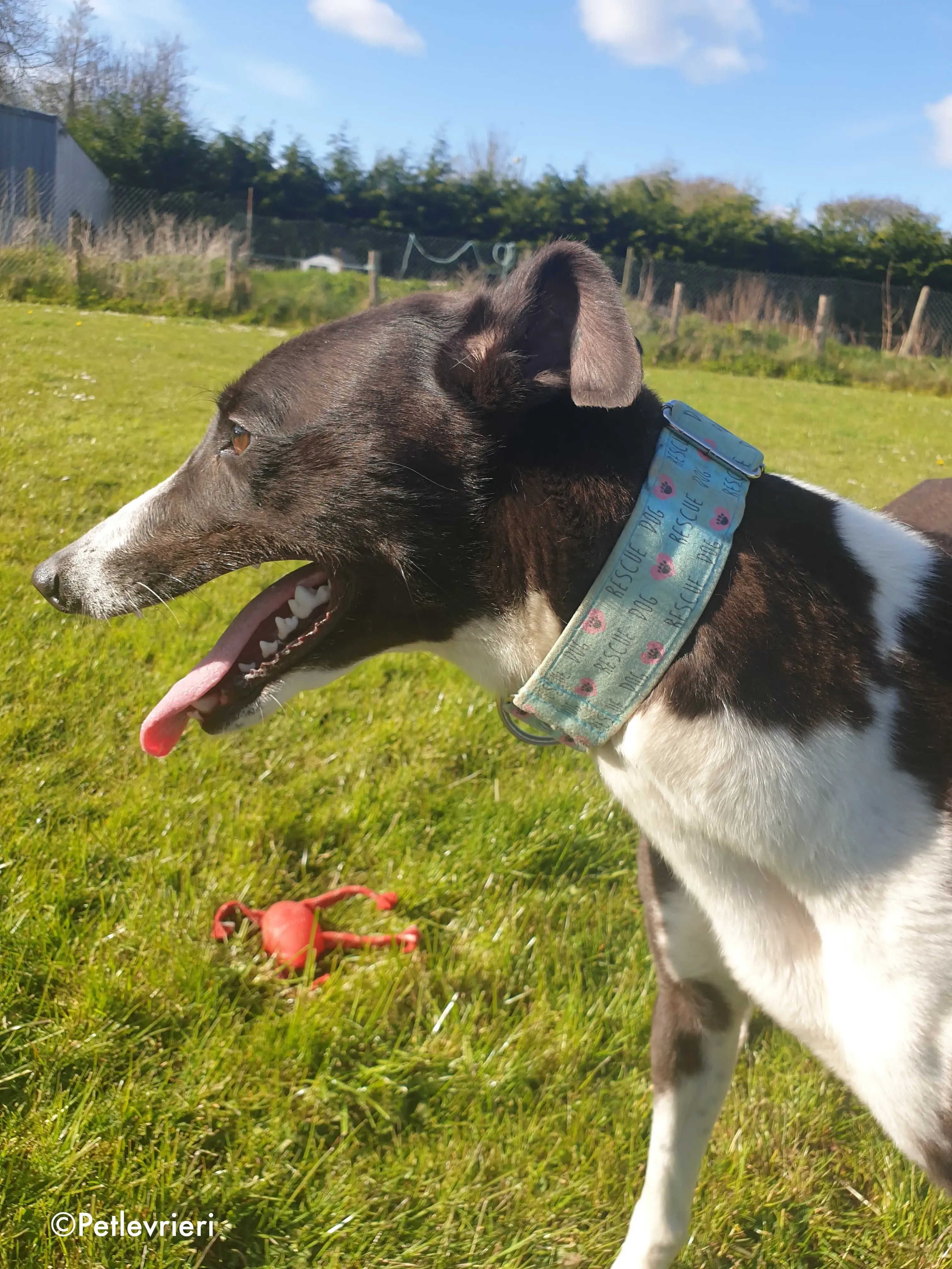 mary poppins adozione levrieri greyhound 5