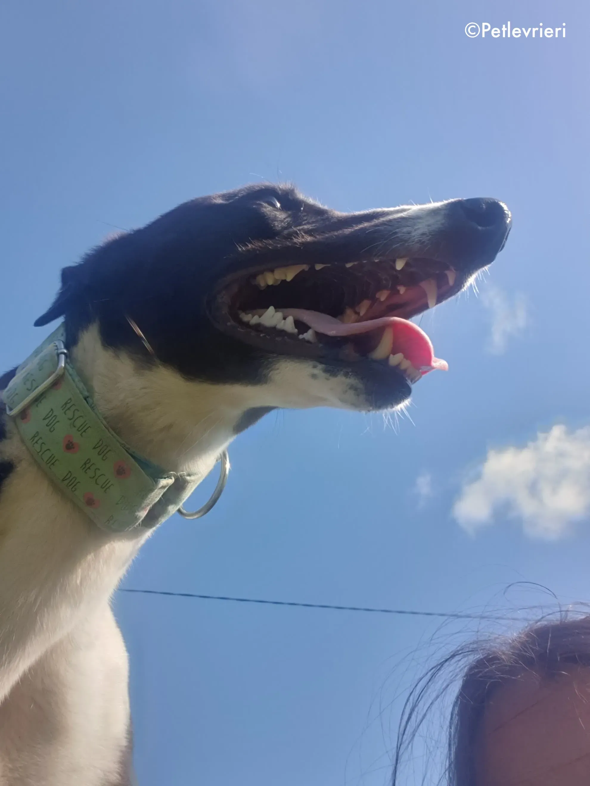 mary poppins adozione levrieri greyhound 6