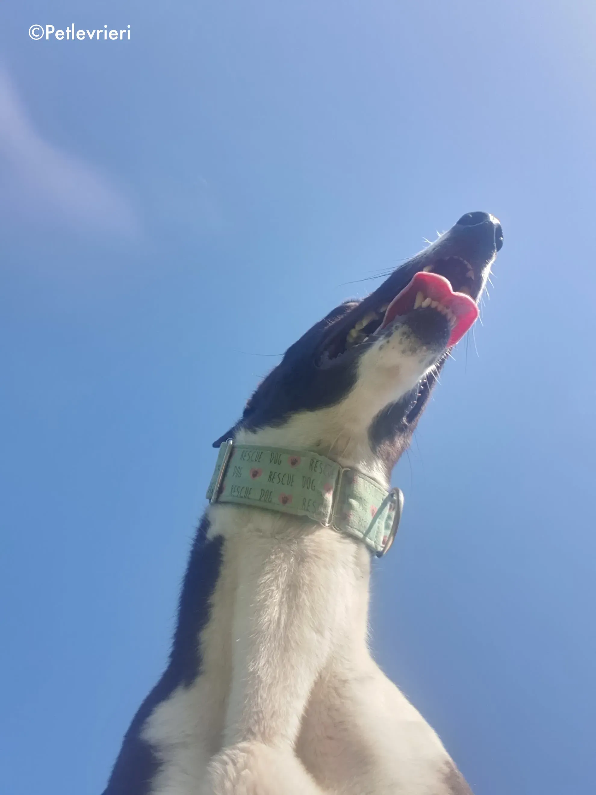 mary poppins adozione levrieri greyhound 7