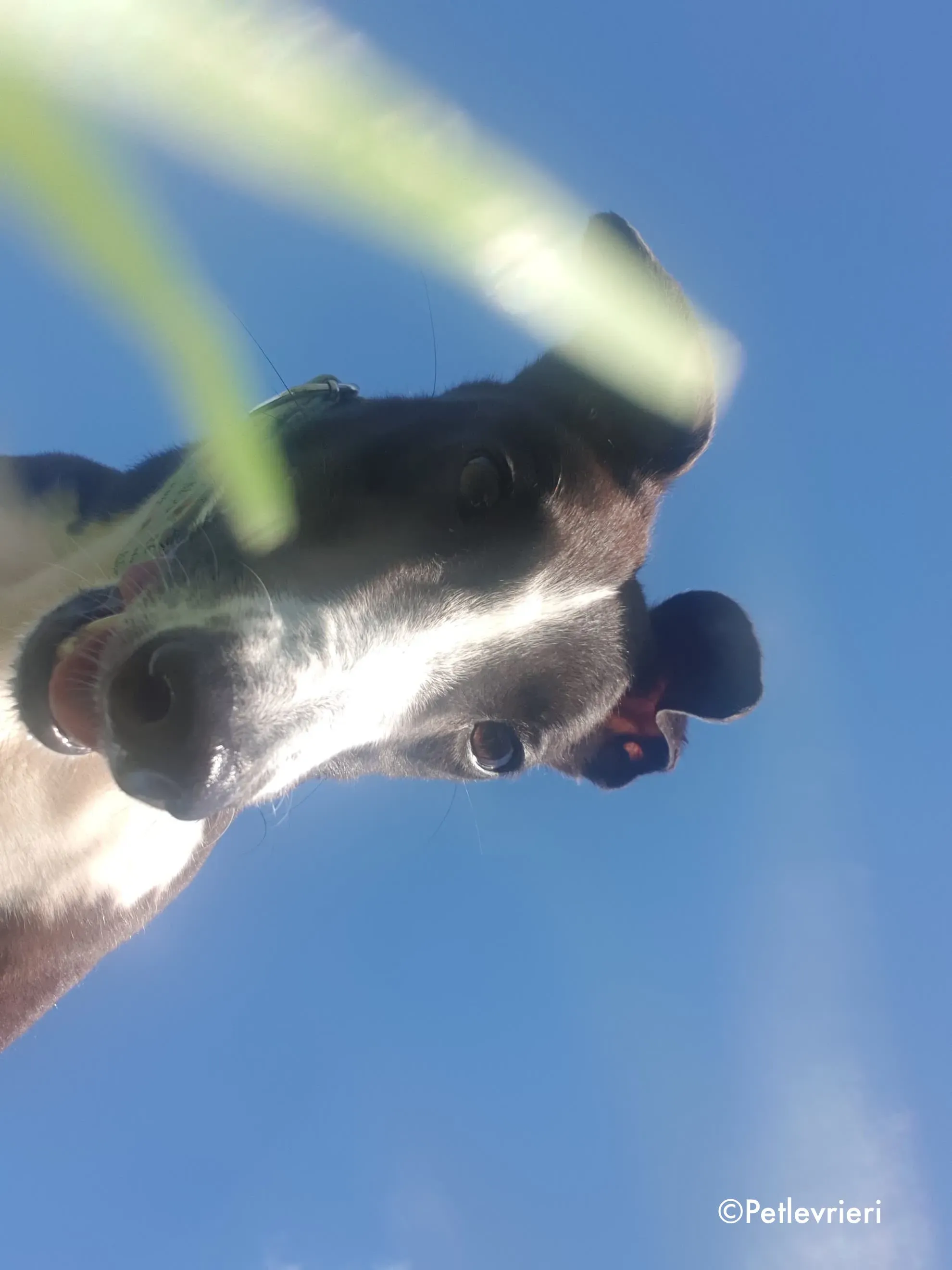 mary poppins adozione levrieri greyhound 8