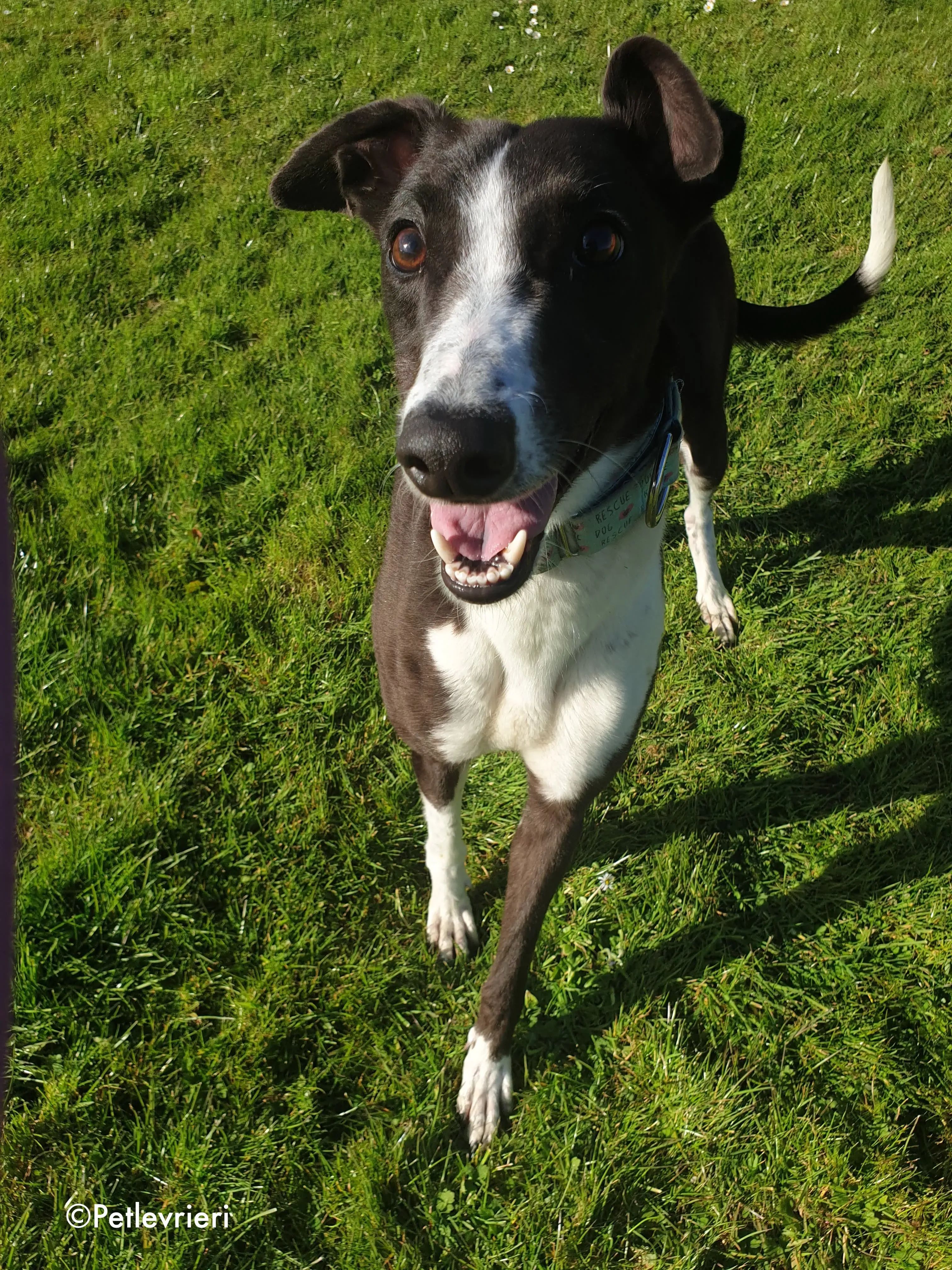 mary poppins adozione levrieri greyhound 9