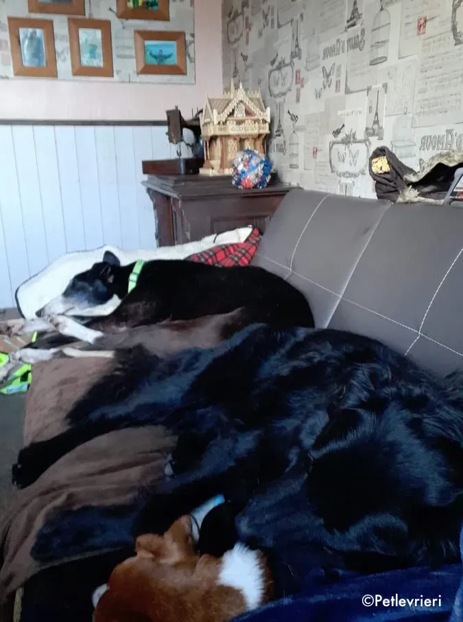 mary poppins adozione levrieri greyhound