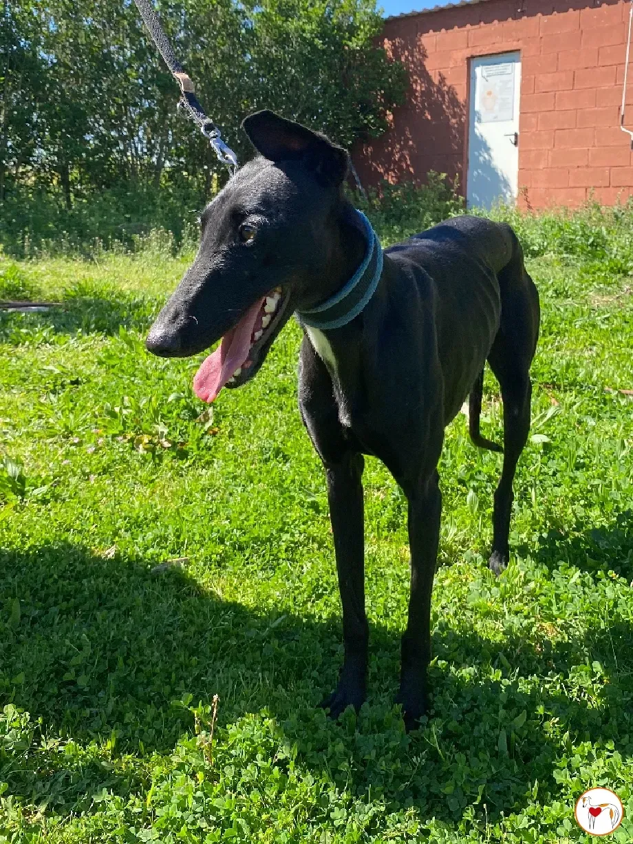 mary galgo adozione 01