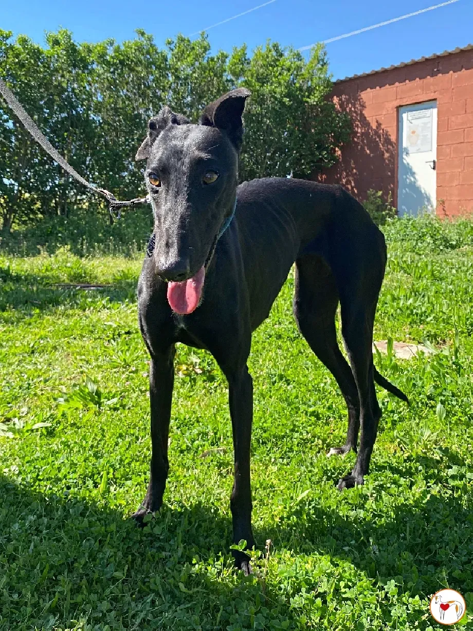 mary galgo adozione 02