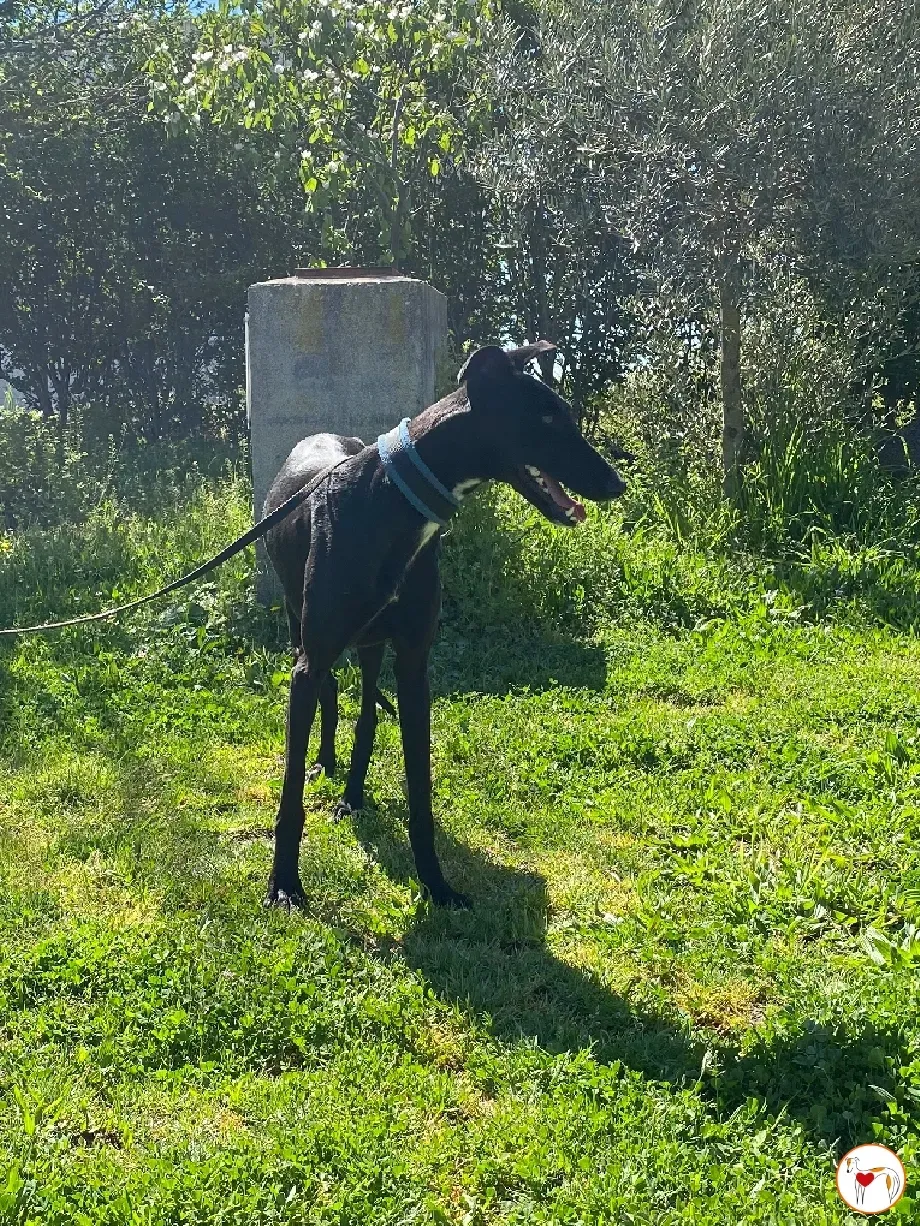 mary galgo adozione 03