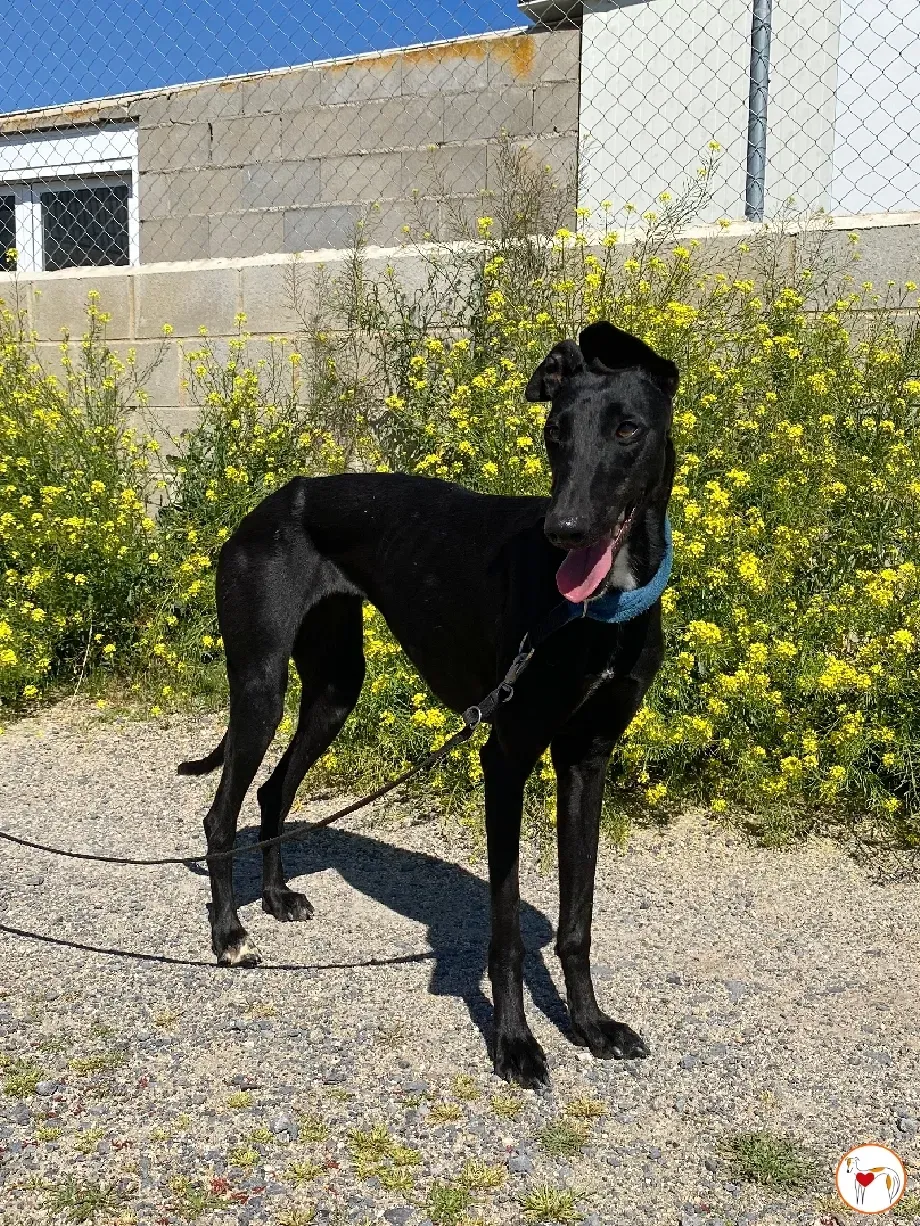 mary galgo adozione 04