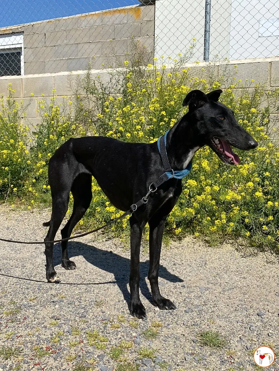 mary galgo adozione 05