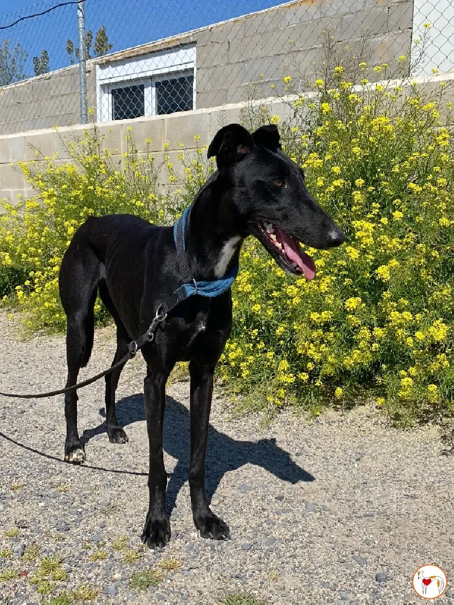 mary galgo adozione 06